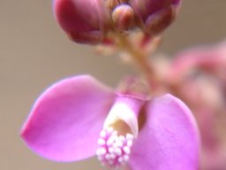 Polygala rhinostigma flower
